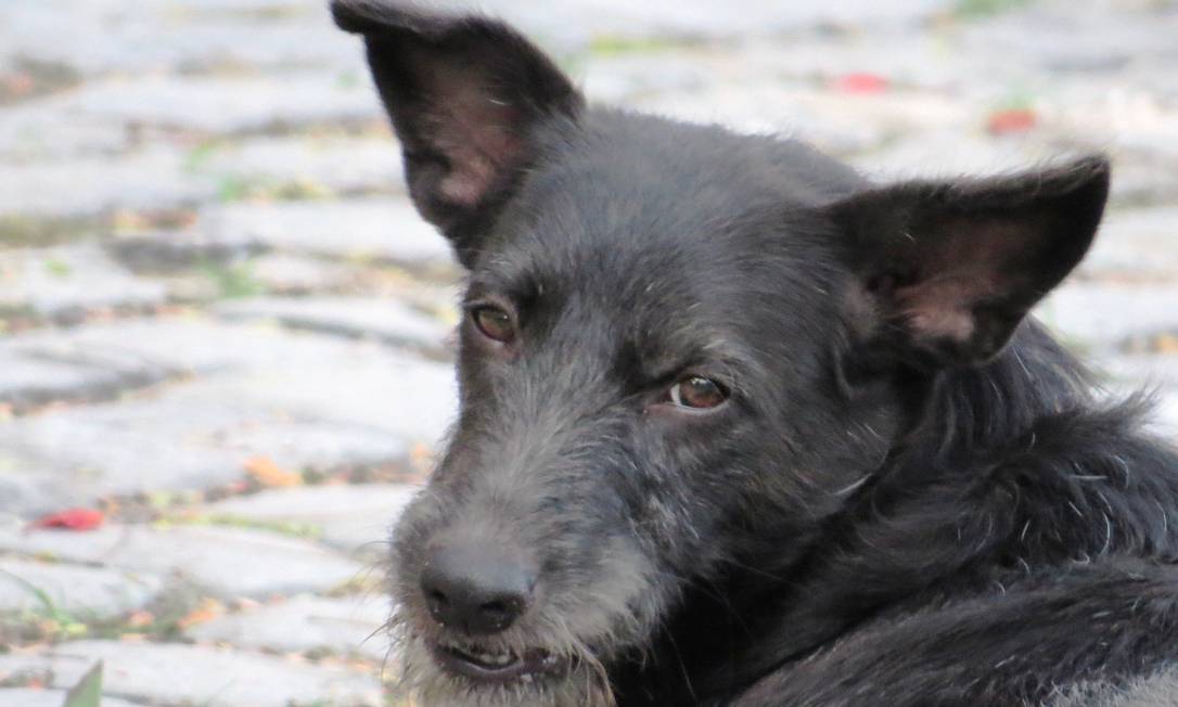 Charme vira-lata: cãozinho Fumaça é adotado por pesquisadores Foto: Marcos Gusmão / Divulgação 