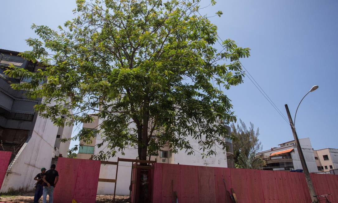 A “Cassia grandis” diante da obra em andamento na Rua Taciel Cylleno, no Recreio Foto: Emily Almeida / Agência O Globo