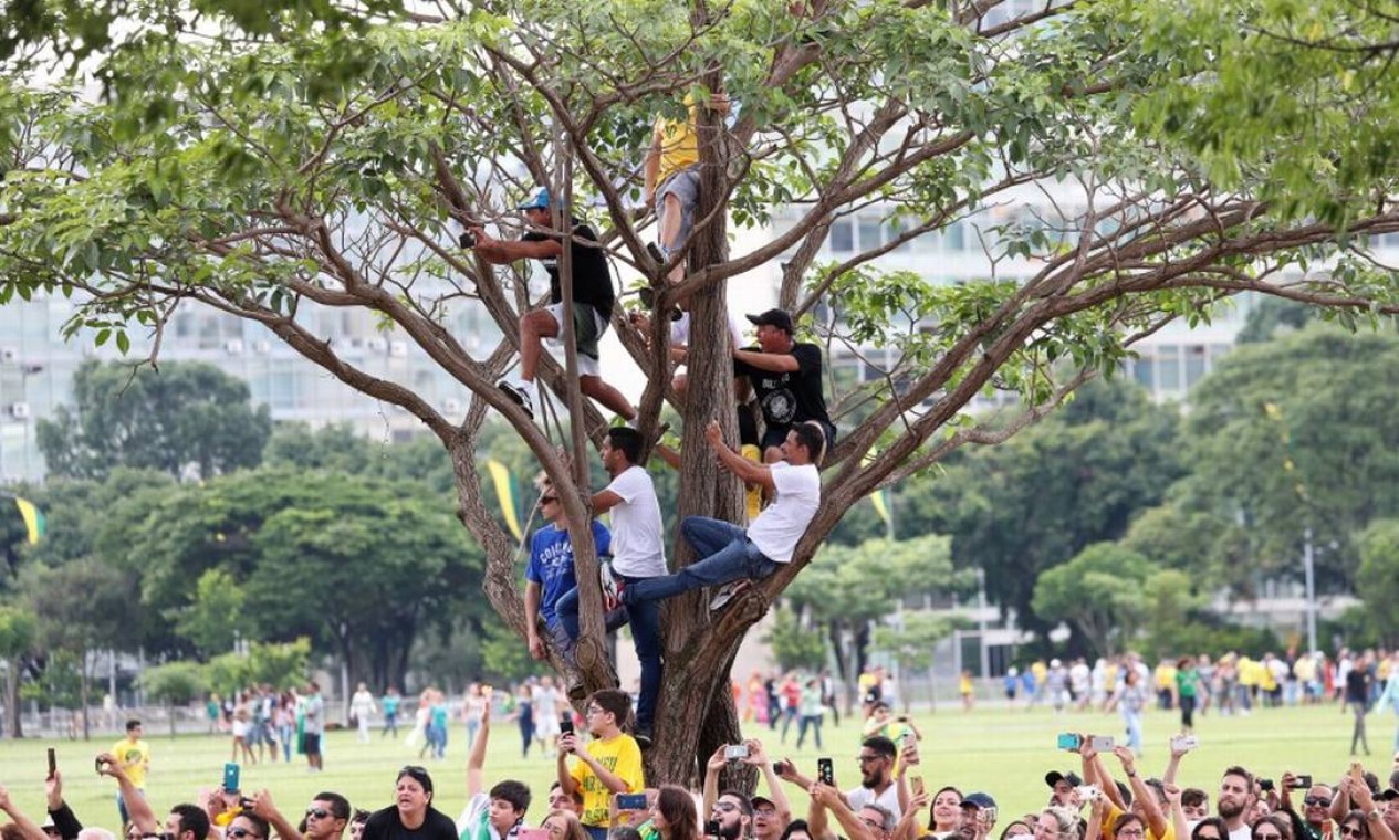 Eleitores pendurados em uma árvore para conseguir ver a chegada de Jair Bolsonaro no Congresso Nacional Foto: RICARDO MORAES / REUTERS