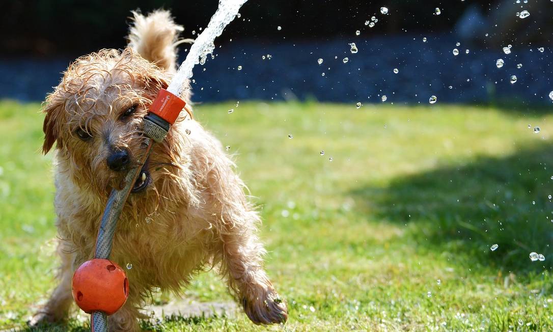 Confira Oito Cuidados Que Voce Deve Ter Com Seu Cachorro No Verao Jornal O Globo
