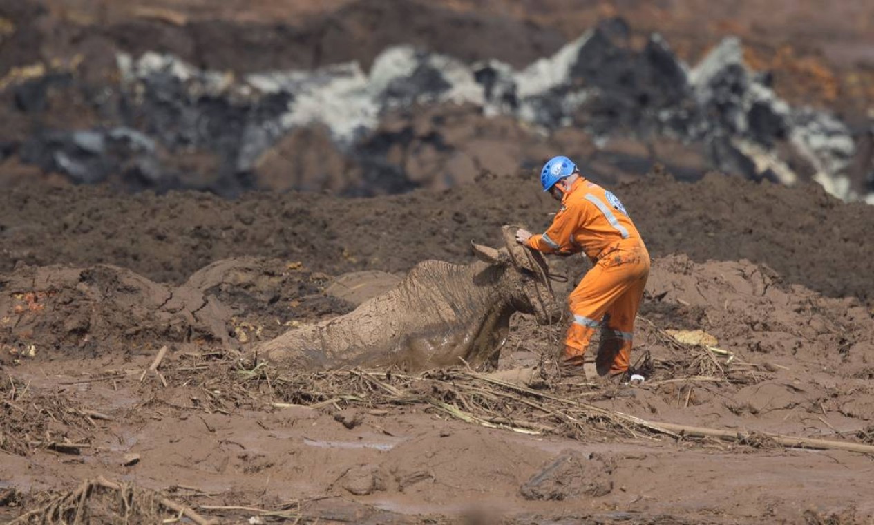 O animal estava há dois dias agonizando na lama do Córrego do Feijão Foto: Márcia Foletto / Agência O Globo