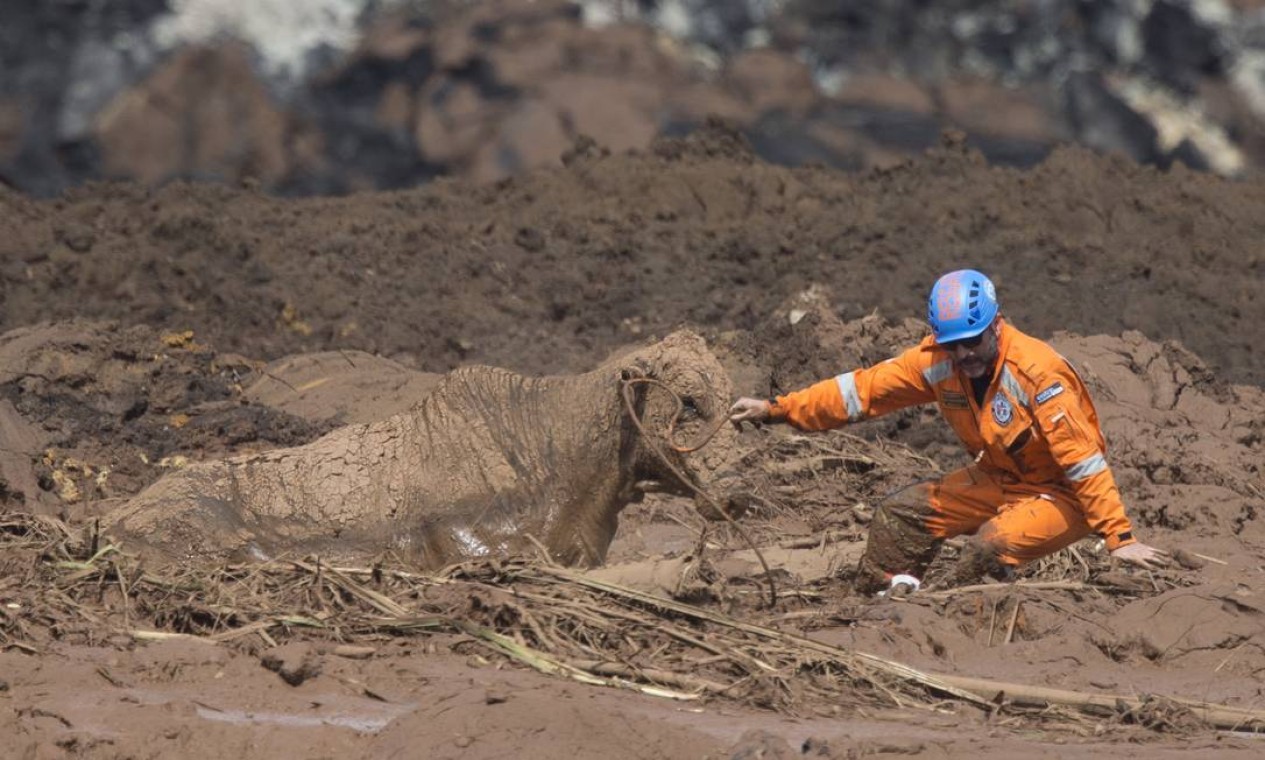 Voluntários do grupo de socorristas Anjos do Asfalto tentam retirar uma vaca presa na lama de rejeitos em Brumadinho Foto: Márcia Foletto / Agência O Globo