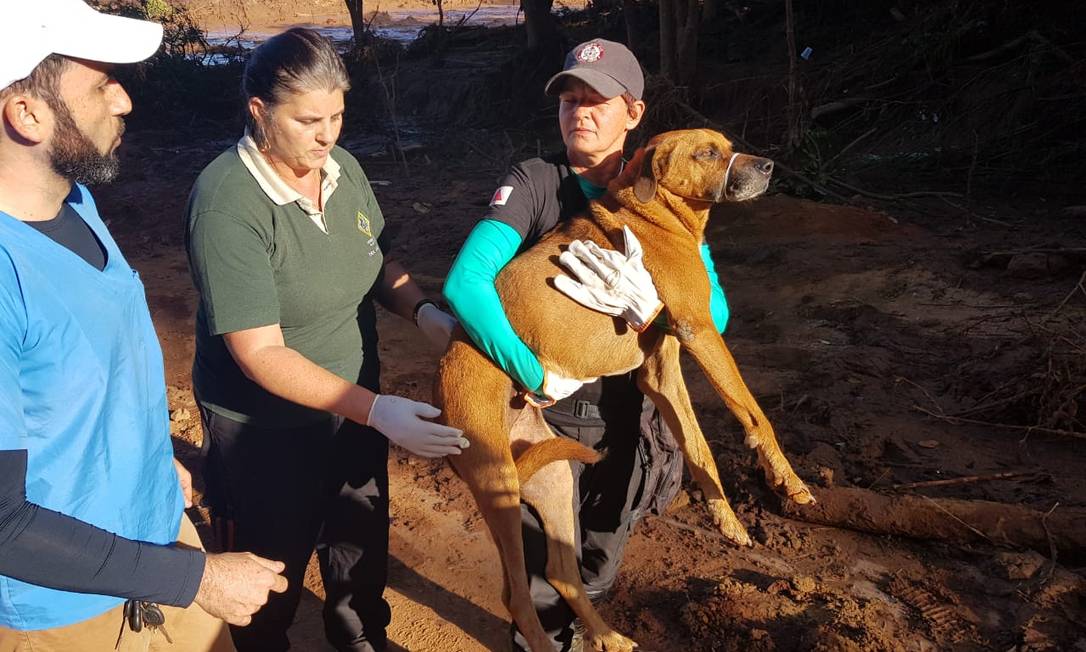 Cachorro foi retirado da lama com a ajuda de voluntários no Córrego do Feijão Foto: Ana Lúcia Azevedo / Agência O Globo