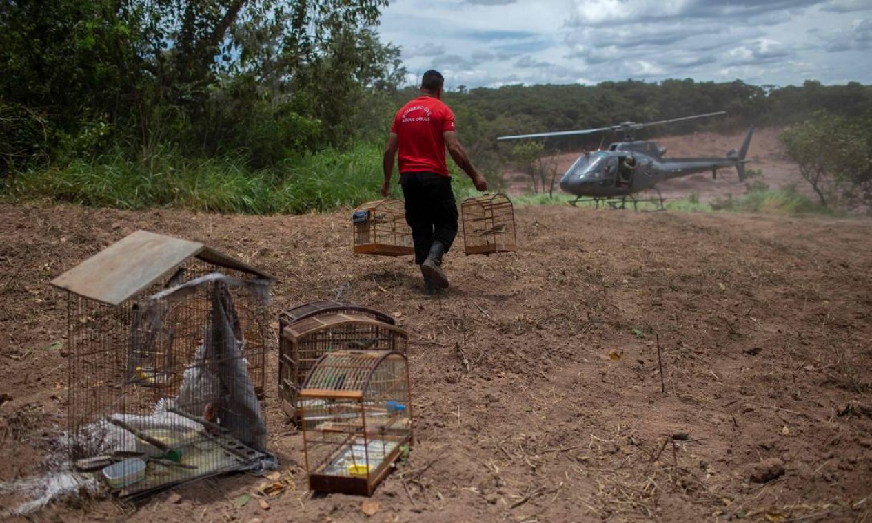 Muitas gaiolas encontradas em casas abandonadas foram recuperadas pelo Corpo de Bombeiros antes que os passaros morressem de inanição Foto: MAURO PIMENTEL / AFP