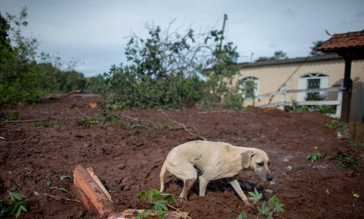 Muitos cães vagam pelo Córrego do Feijão em busca dos donos, falecidos ou desaparecidos após o rompimento da barragem da Vale Foto: MAURO PIMENTEL / AFP
