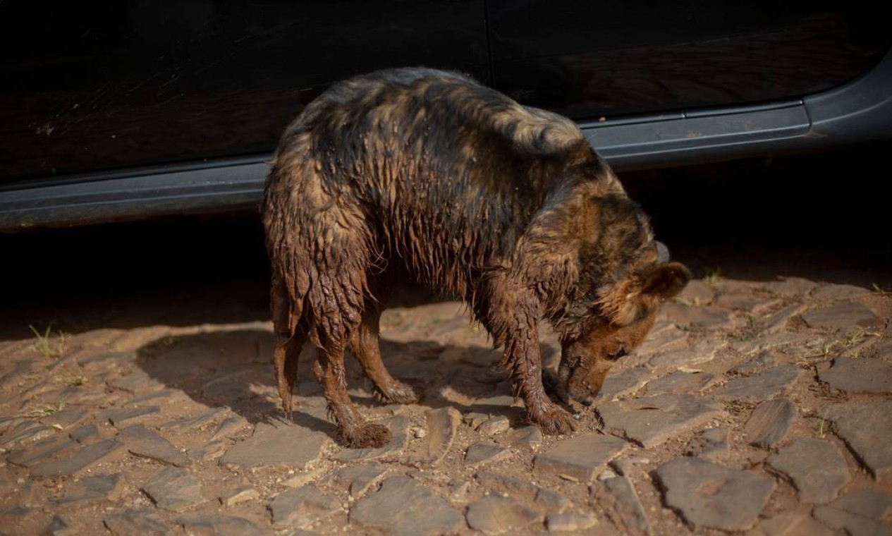 Outros, como o cão fotografado na comunidade do Parque da Cachoeira no último sábado, não escaparam da avalanche de lama, mas conseguiram sair com vida após a tragédia Foto: MAURO PIMENTEL / AFP