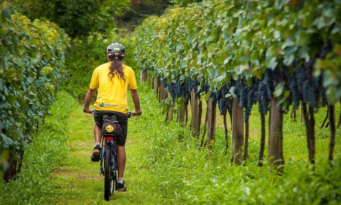 Passeios de bicicleta são também ótimas maneiras de conhecer os vinhedos da Serra Gaúcha, principalmente durante a época da colheita Jonatha Junge / Divulgação