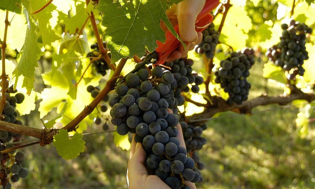 A vindima, como é chamada a época da colheita da uva, é repleta de programações especiais nas vinícolas do Vale dos Vinhedos, na Serra Gaúcha Divulgação