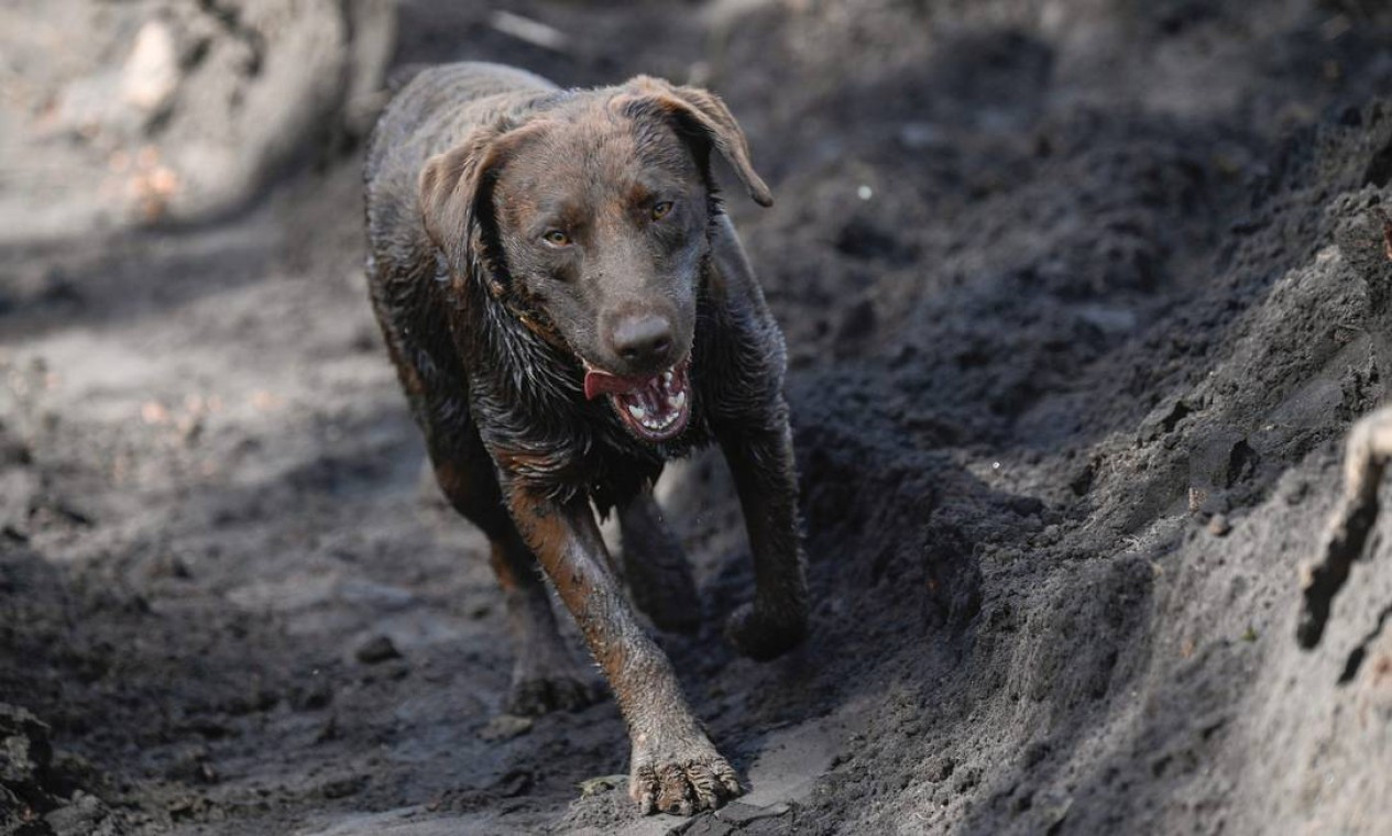 O cão Chewbacca durante trabalho de busca em Brumadinho Foto: MAURO PIMENTEL / AFP