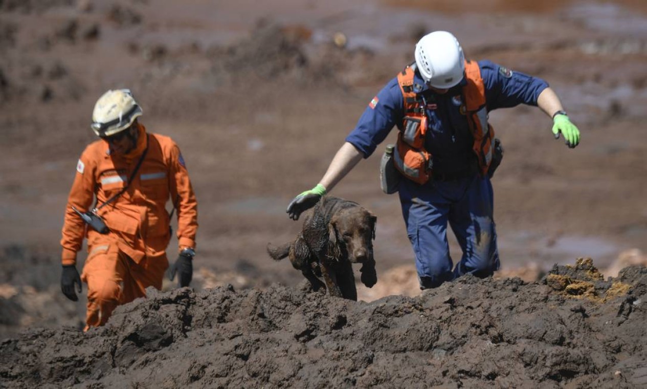 Cães farejadores em trabalho de busca por vítimas da tragédia Foto: MAURO PIMENTEL / AFP