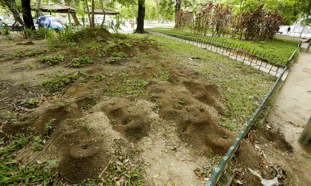 Formigueiro No Quintal Tipos De Formigas: Saiba Quais Espécies