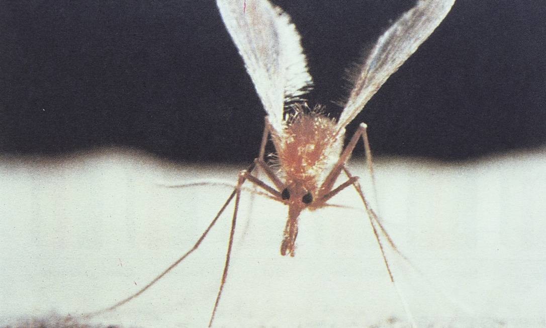 Leishmaniose visceral, que matou menino de 3 anos no Rio, vem se espalhando por áreas urbanas do Leishmaniose visceral, que matou menino de 3 anos no Rio, vem se espalhando por áreas urbanas do