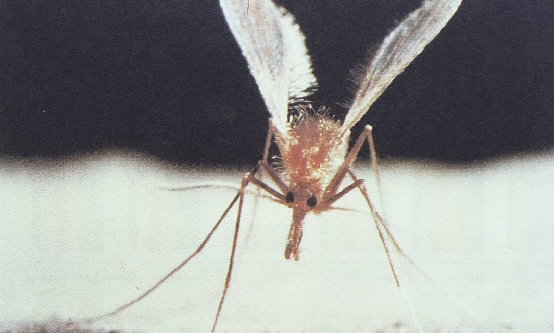 Doença é transmitida por flebotomíneos,conhecidos popularmente como mosquito palha Foto: Reprodução