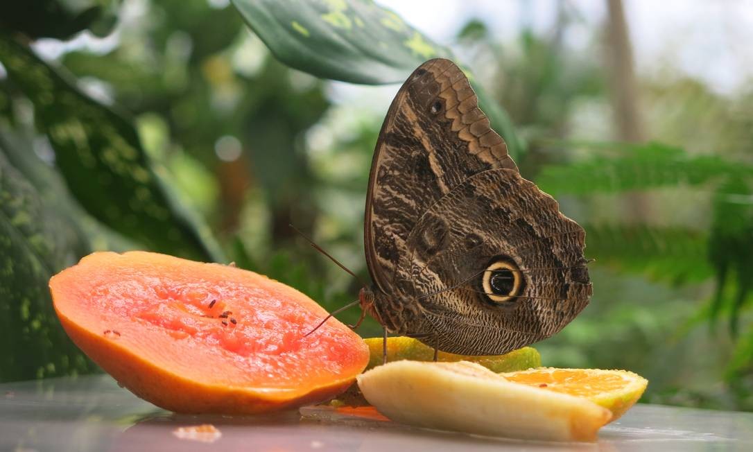 Uma das espécies de borboletas existentes no Brasil Caio Barreto Briso / Agência O Globo
