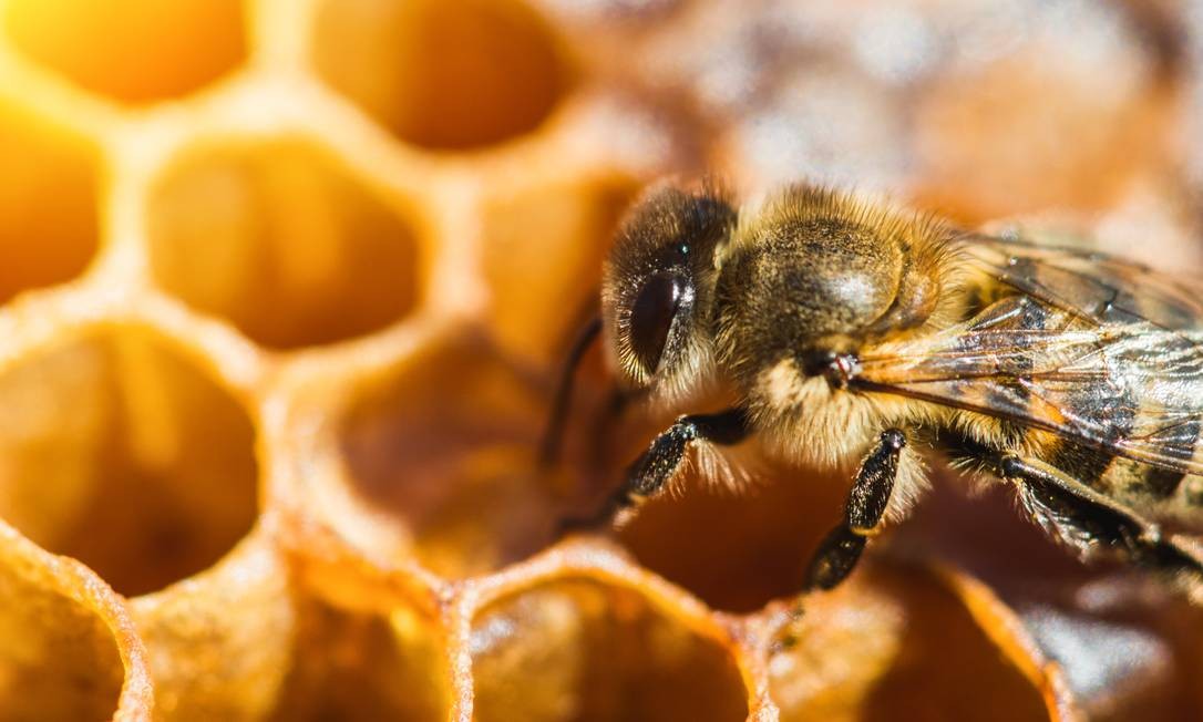 O mel das abelhas nativas da África chega a valer R$ 800 Tycson1 - stock.adobe.com