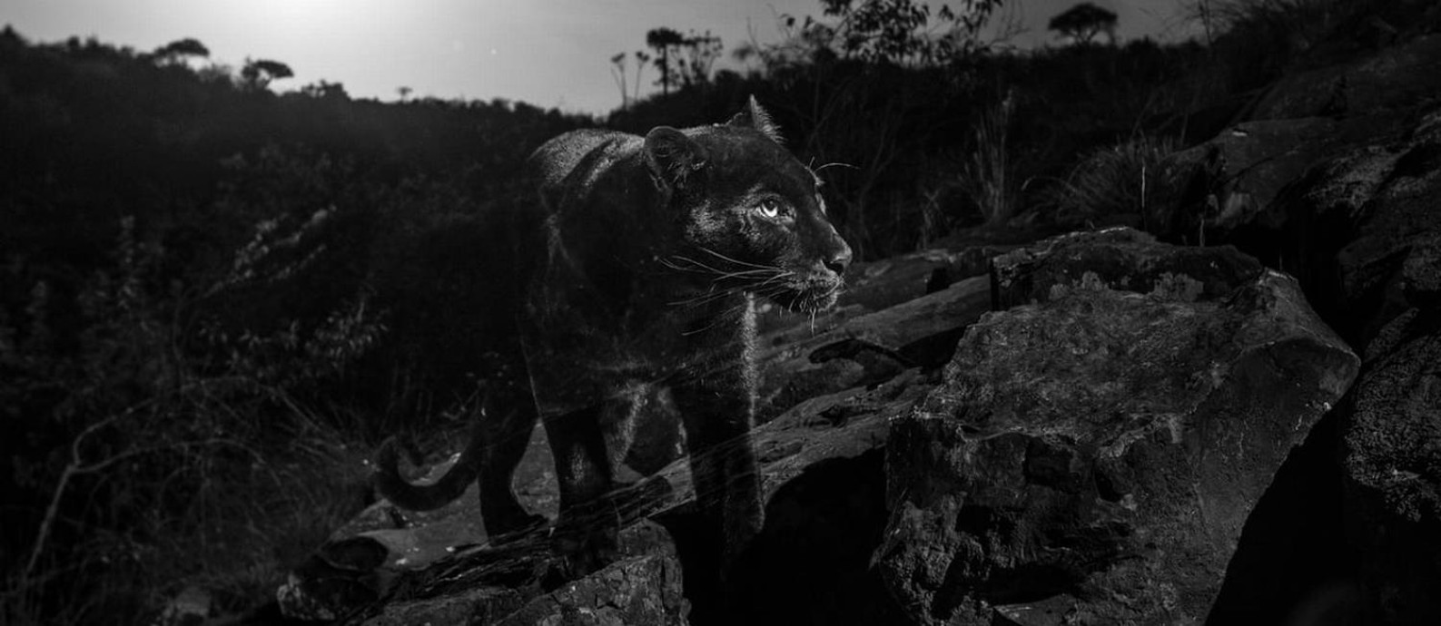 Leopardo negro foi registrado por Will Burrard-Lucas Foto: Burrard-Lucas Photography/Camtraptions
