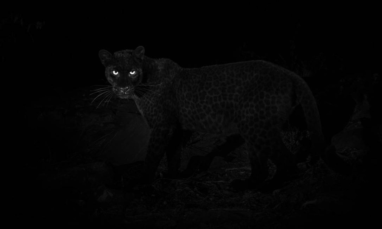Leopardo negro africano foi registrado pela primeira vez em mais de um século. Autor das fotos, o britânico Will Burrard-Lucas conseguiu o flagrante no Laikipia Wilderness Camp, no Quênia. Em uma rede social, ele escreveu que a captura das imagens é "um sonho realizado" Foto: Burrard-Lucas / Photography