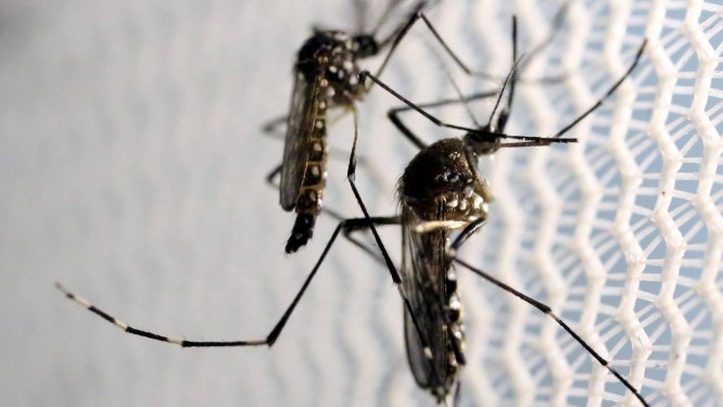 O 'Aedes aegypti' Ã© o mosquito transmissor da dengue, zika e chicungunha Foto: PAULO WHITAKER / Reuters