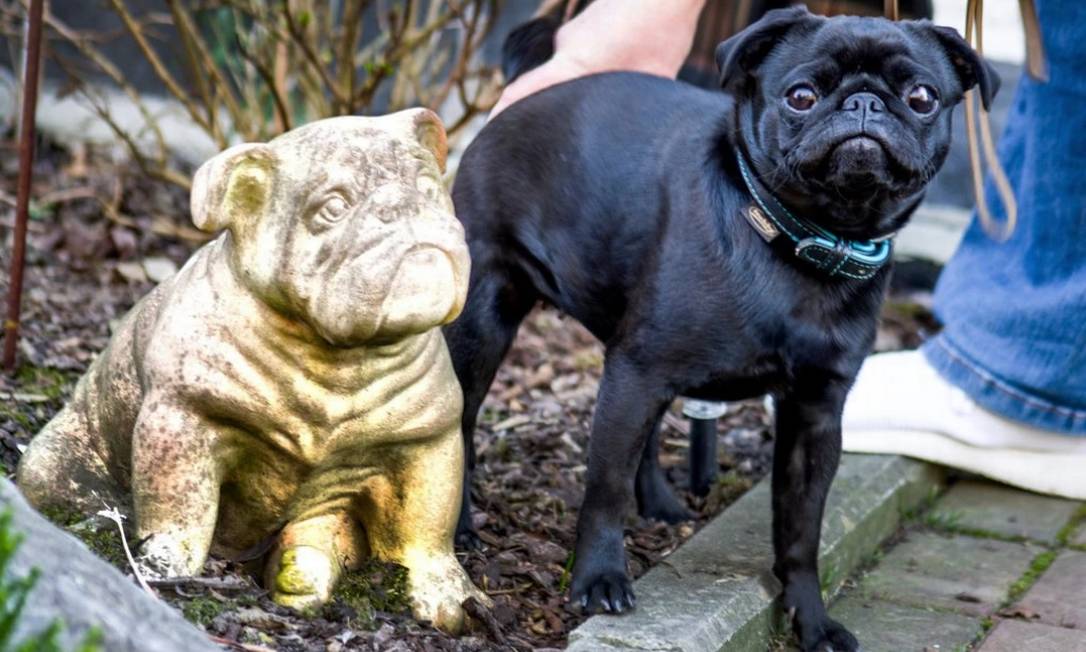 
A cadela Edda, da raça pug, faz ‘pose’ ao lado de uma estátua em sua homenagem
Foto:
NYT
