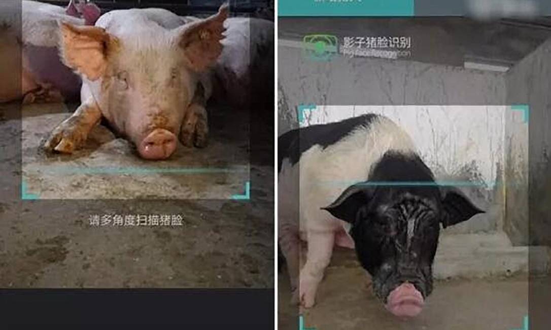 Fotos fornecidas por empresas chinesas de tecnologia de reconhecimento facial de porcos em fazendas de criação Foto: HANDOUT / Divulgação/NYT