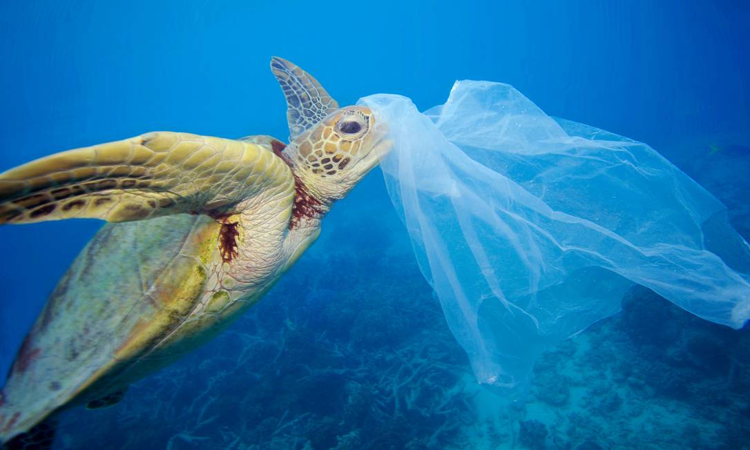 Tartaruga marinha presa em um saco plástico na Grande Barreira de Coral, na Austrália; material foi removido pelo fotógrafo antes que o animal o ingerisse
Foto: Troy Mane / WWF/Divulgação 