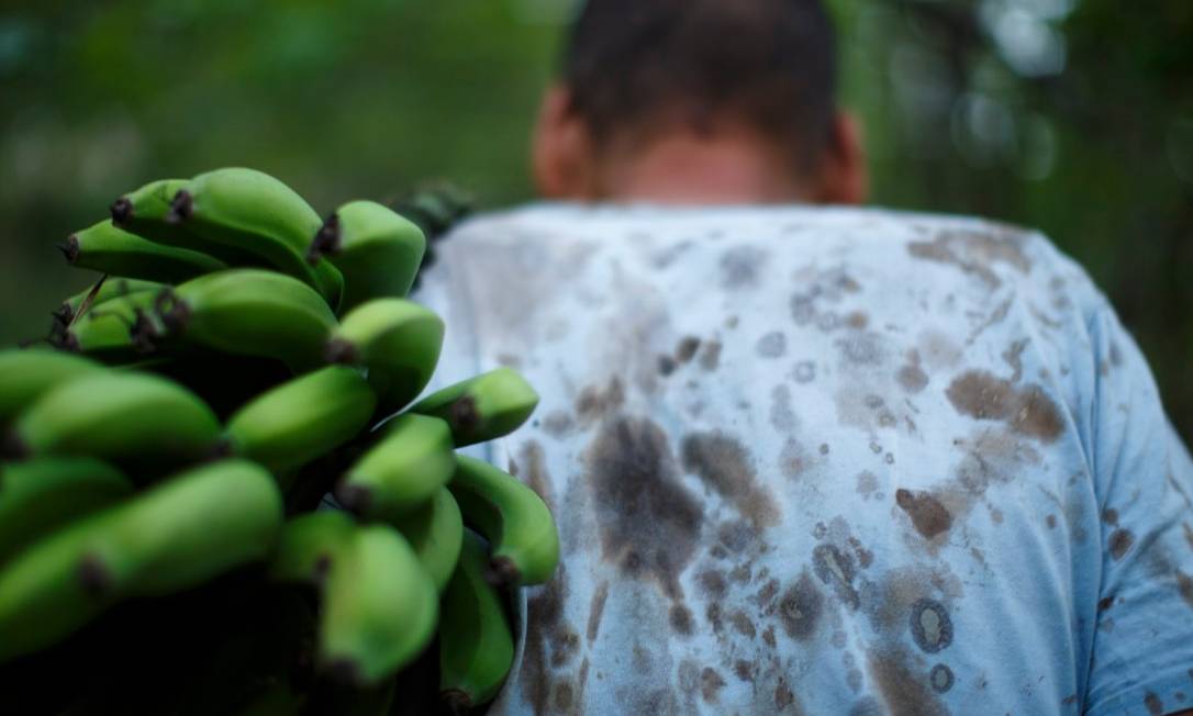 Plantação de bananas: governo quer barrar importação da fruta do Equador Foto: Daniel Marenco - Agencia O Globo