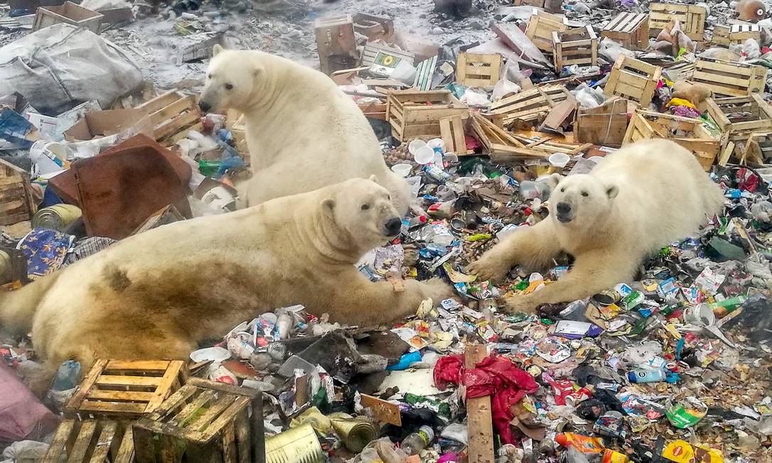 Ursos polares comem lixo em uma vila no Norte da Rússia Foto: ALEXANDER GRIR / AFP/31-10-2018
