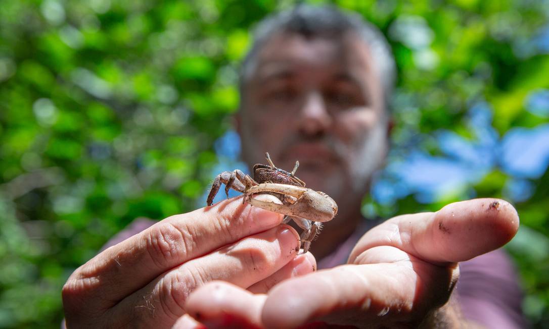 
O biólogo Mário Moscatelli com um caranguejo maré, uma das espécies que resiste em meio à degradação
Foto:
Agência O Globo
/ Bruno Kaiuca