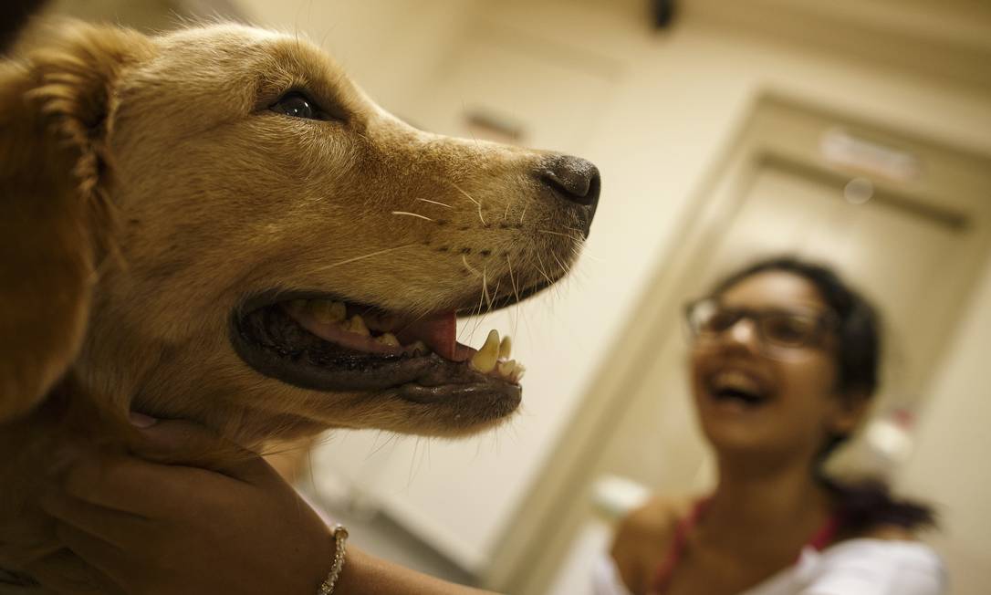 Alguns hospitais do Rio já realizam visitas ou terapias com pets há algum tempo Foto: Daniel Marenco / Agência O Globo