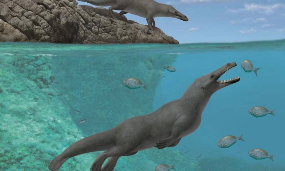 Ilustração mostra como seria o Peregocetus pacificus, ancestral das baleias que tinha quatro patas e capacidade de se locomover em terra e no mar Foto: Reprodução