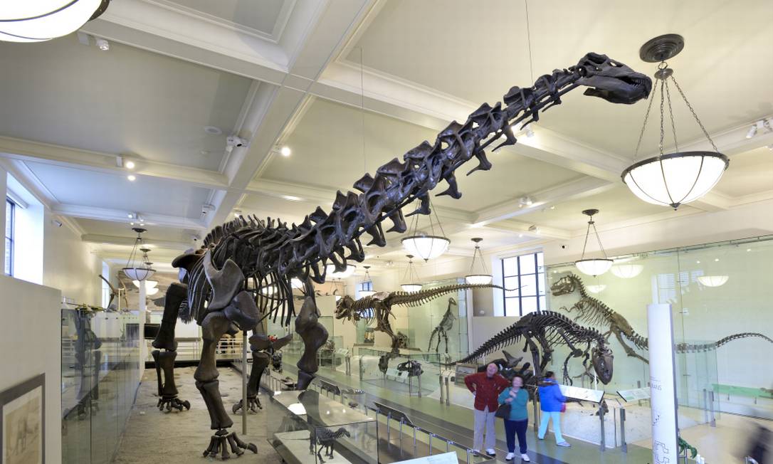 Dinossauro do Museu de História Natural de Nova York Foto: Denis Finnin / Divulgação