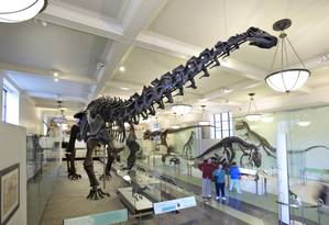 Dinossauro do Museu de História Natural de Nova York Foto: Denis Finnin / Divulgação