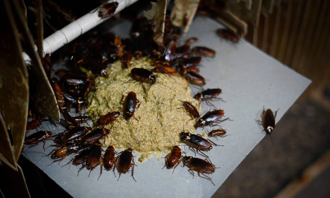 As baratas criadas para fins gastronômicos são alimentadas com ração Foto: WANG ZHAO / AFP