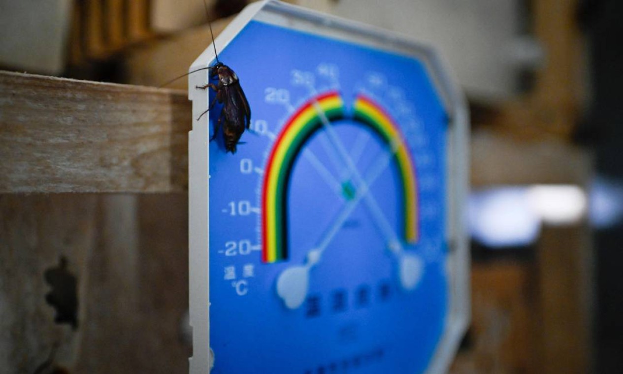 As baratas são mantidas em ambiente com temperatura controlada por um termômetro Foto: WANG ZHAO / AFP