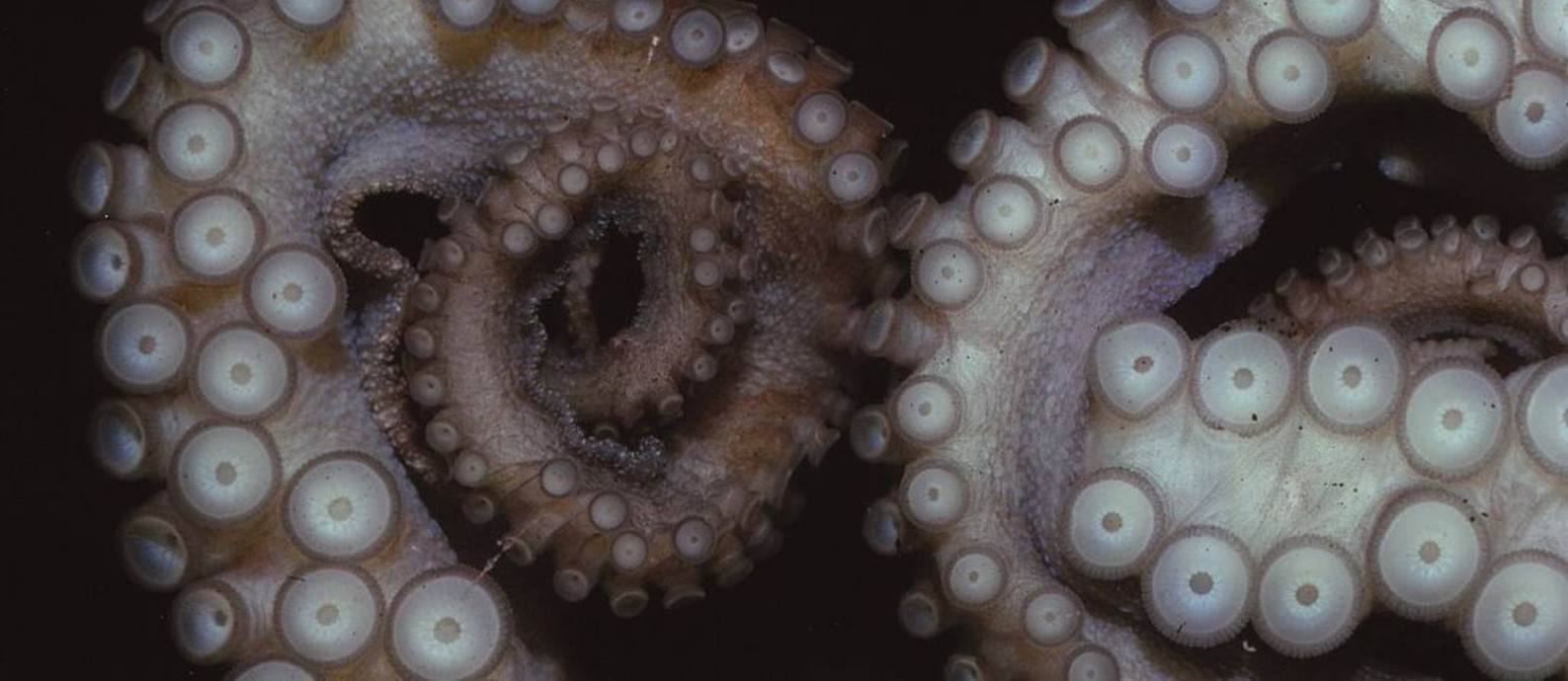 Os tentáculos dos polvos são altamente desenvolvidos sensorialmente Foto: Heritage Images / Getty Images