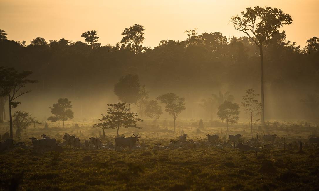 Mais de 600 cientistas pedem que Europa condicione comércio com Brasil à proteção ambiental