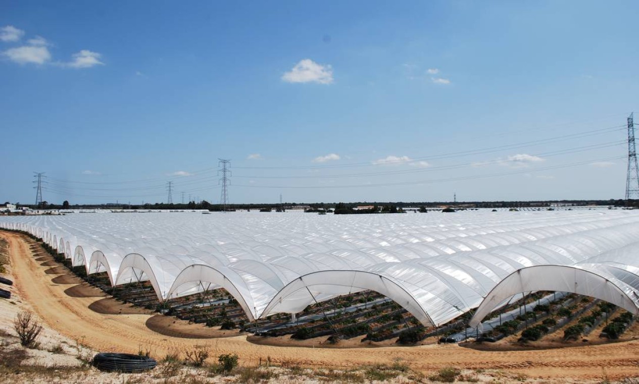 Espanha 🆚 Portugal  Produto de Horta dá para colher empate