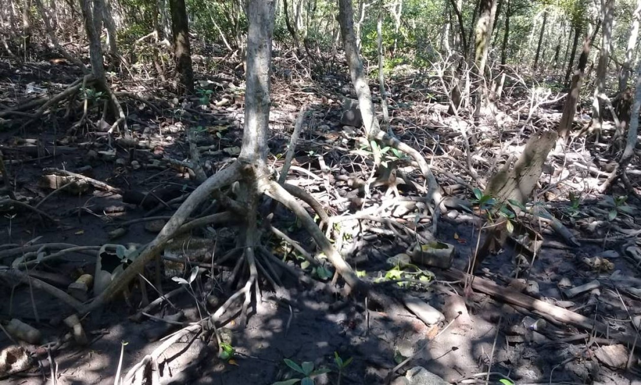 Em Caxias, um dos últimos manguezais da Baixada é sufocado pelo lixo que se acumula às toneladas Foto: Divulgação Projeto Uçá