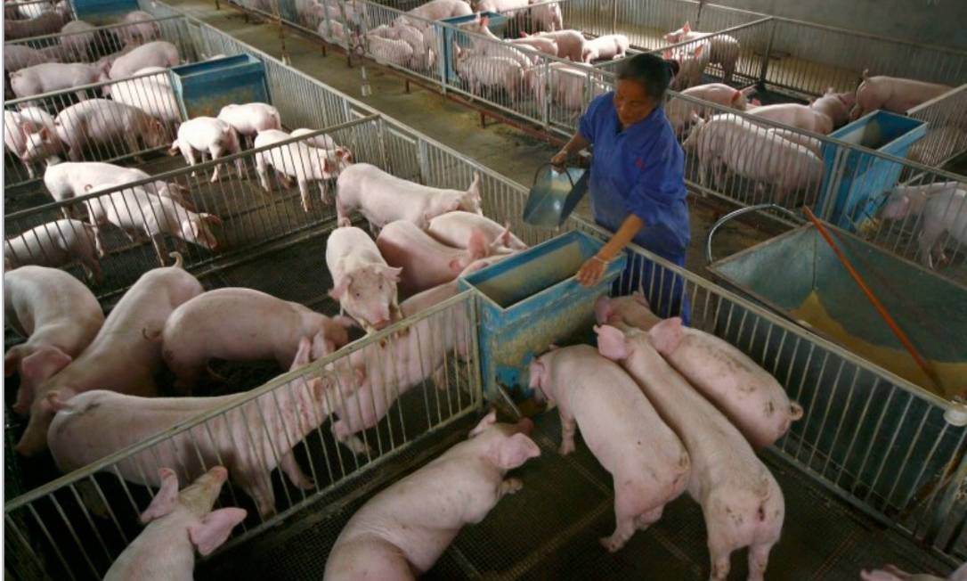 Criação de porcos na China Foto: Reuters