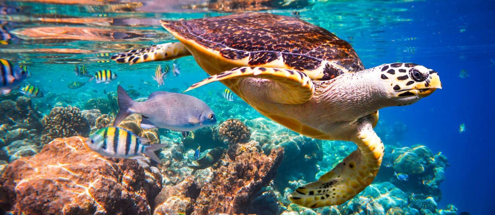 Tartaruga-de-pente, espécie ameaçada de extinção, flutua debaixo d'água em recife de corais no Oceano Índico Foto: Divulgação/Andrey Armyagov/Shutterstock.com