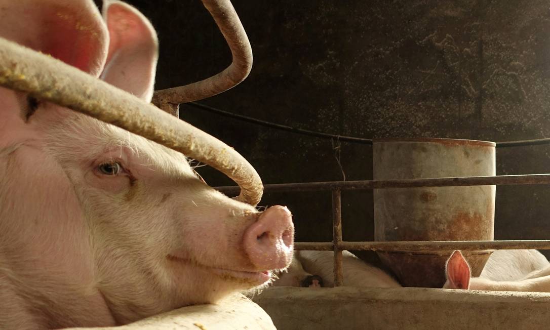Porco em fazenda produtora de carne suína na província de Liaoning, na China: peste suína africana já sacrificou 200 milhões de cabeças no país Foto: Ryan Woo / REUTERS