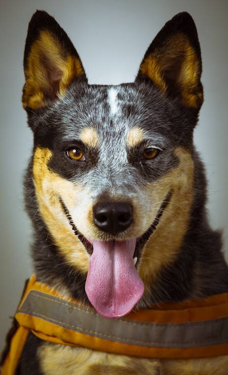 Gambá, o cão do Corpo de Bombeiros: uma das estrelas do canil de São Cristóvão Foto: Leo Martins / Agência O Globo