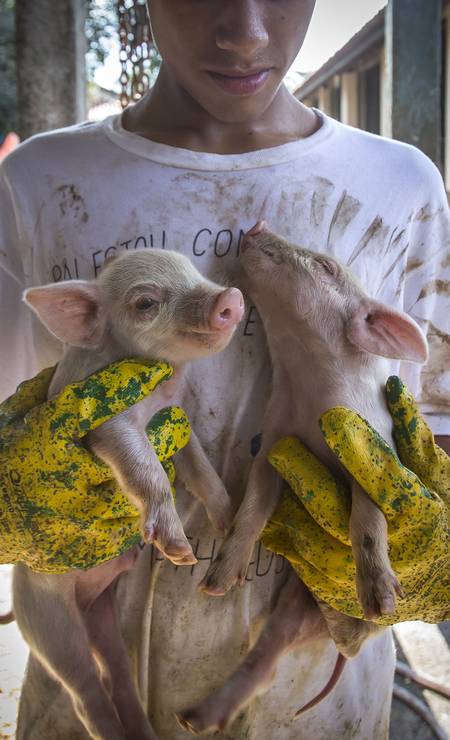 Garoto de 16 anos , internado para recuperação, segura dois filhotes de porco na Fazenda da Esperança, em Guaratingueta, São Paulo Foto: Edilson Dantas / Agência O Globo