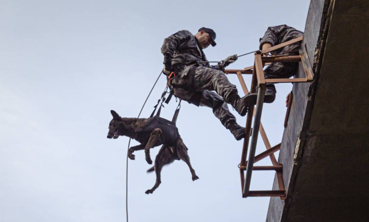 Ziah, a cadela da Policia Militar: animal participa de operação de rapel com instrutores Foto: Leo Martins / Agência O Globo