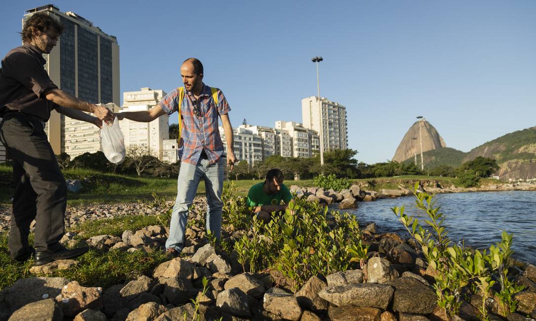 Voluntários Promovem Reflorestamento Na Praia De Botafogo Na Semana Do Meio Ambiente Jornal O