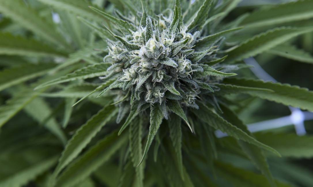 Caso aprovadas, as propostas vão passar por consulta pública para que o tema seja debatido. Foto: PABLO PORCIUNCULA BRUNE / Agência O Globo