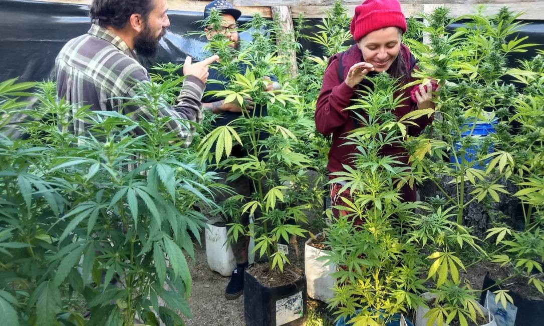 O engenheiro Ricardo Tolomelli mora no Uruguai desde 2013, quando o plantio e comercialização foi liberado no país vizinho, e passou a se dedicar ao estudo do plantio da cannabis. Criou um site dedicado a ensinar quem quer cultivar a planta. Foto: Divulgação / Agência O Globo