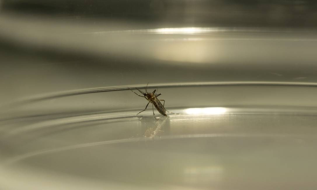 O mosquito Aedes Aegypt, considerado vetor de doenças como dengue, febre amarela, febre zica e chikungunya Foto: Brenno Carvalho / Agência O Globo (23/11/2018)