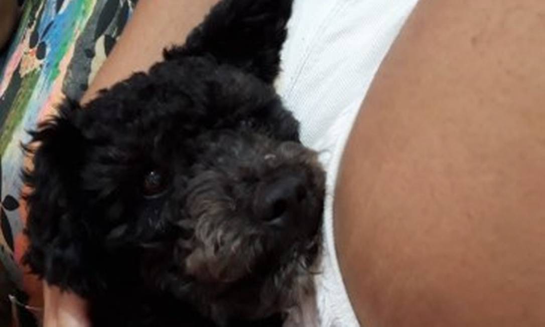O cachorro Bolt, de um ano, foi morto por um tiro durante operação no Complexo da Penha Foto: Arquivo pessoal
