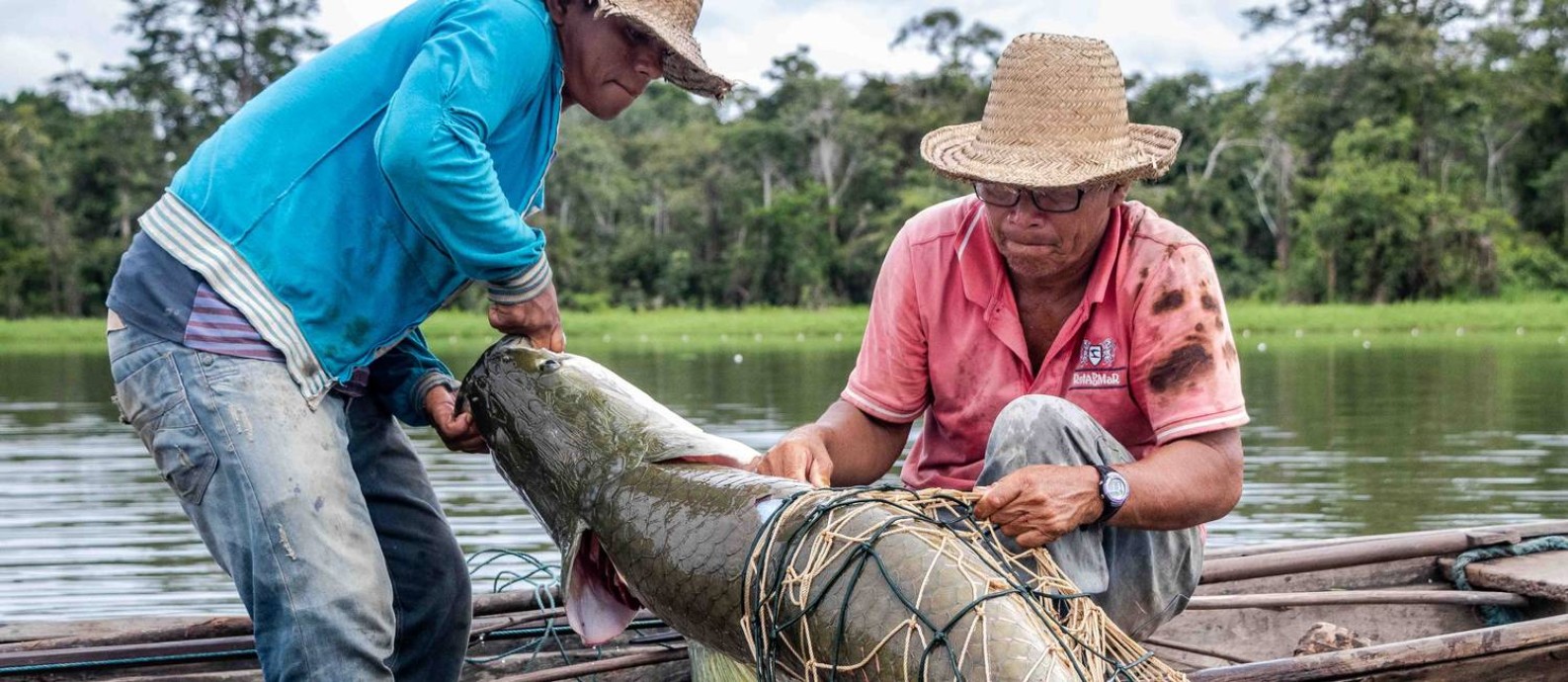 Pirarucu sendo pescado na Amazônia, dentro do trabalho de manejo Foto: Divulgação/Bernardo Oliveira